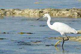 Dimorphic Egret