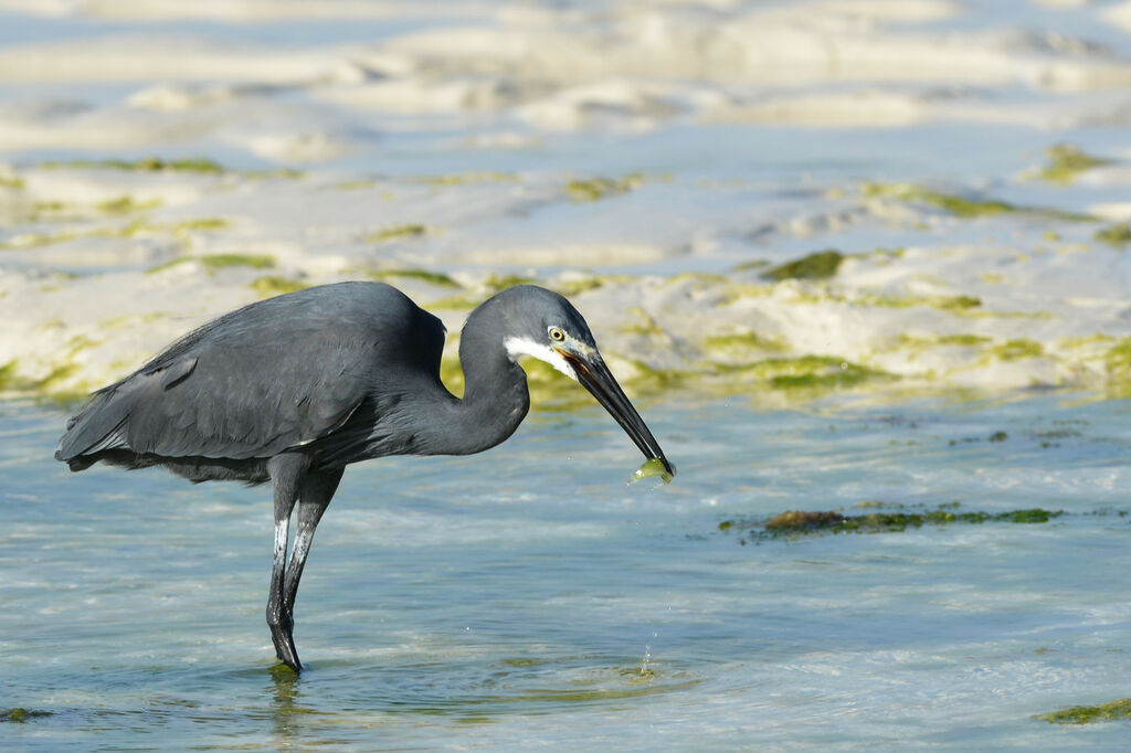 Aigrette dimorpheadulte, pêche/chasse