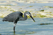 Aigrette dimorphe