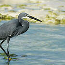 Aigrette dimorphe