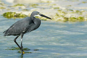 Aigrette dimorphe