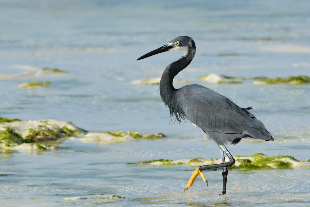 Aigrette dimorpheadulte, portrait