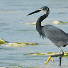 Aigrette dimorphe
