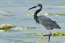 Aigrette dimorphe