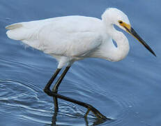 Aigrette garzette