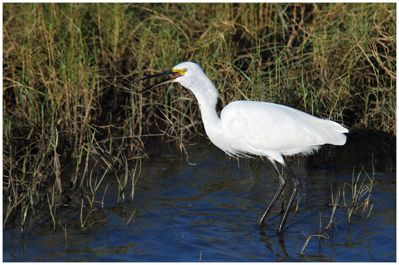 Aigrette garzetteadulte