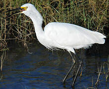 Aigrette garzette