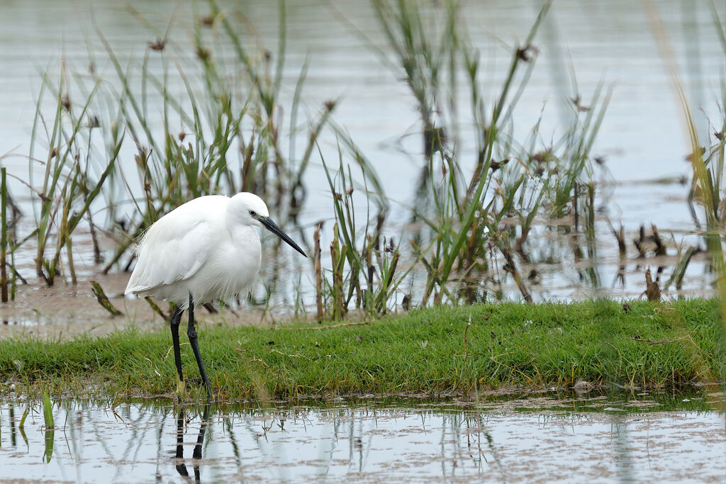 Little Egretadult