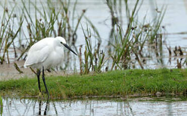 Aigrette garzette