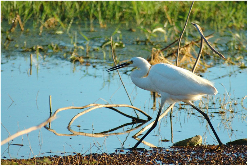 Little Egretadult