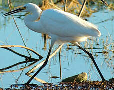 Little Egret