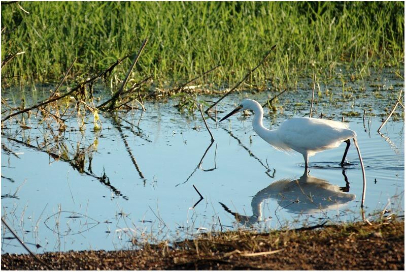 Aigrette garzetteadulte