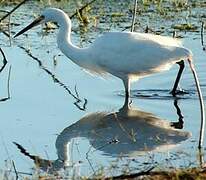 Aigrette garzette