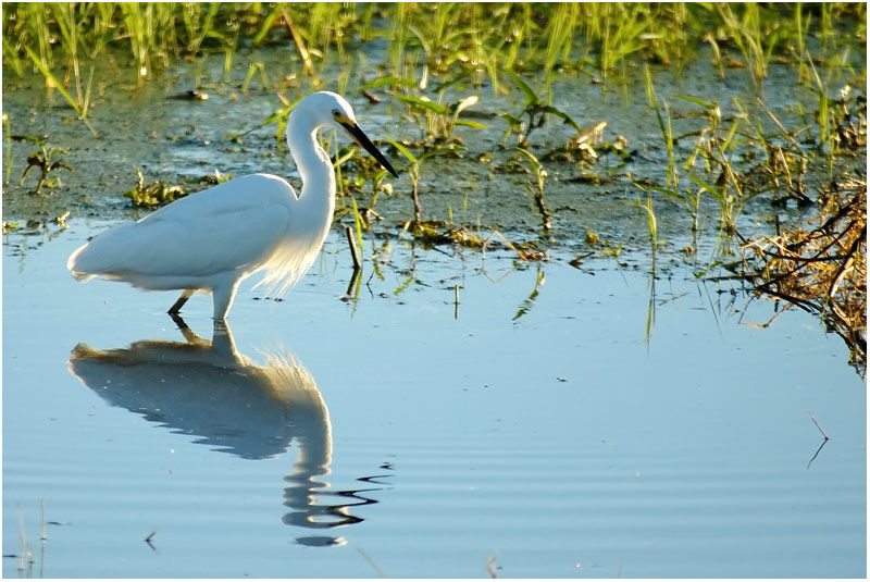 Little Egretadult