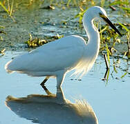 Aigrette garzette