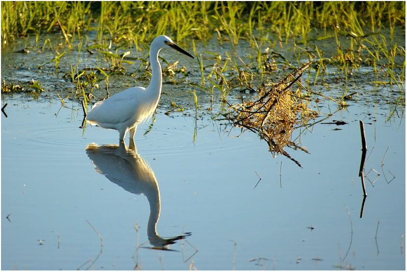 Little Egretadult