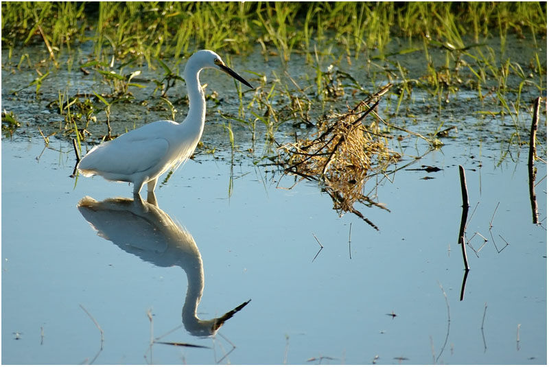 Little Egretadult