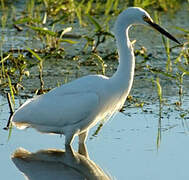 Aigrette garzette