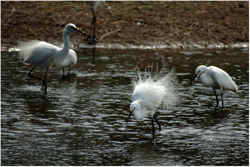 Aigrette garzetteadulte