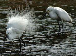 Little Egret