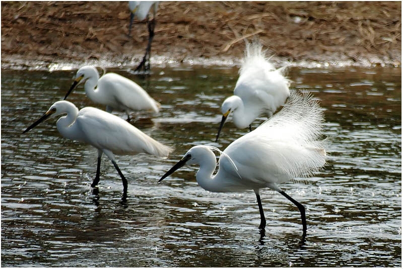 Little Egretadult