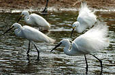 Aigrette garzette