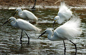 Little Egret