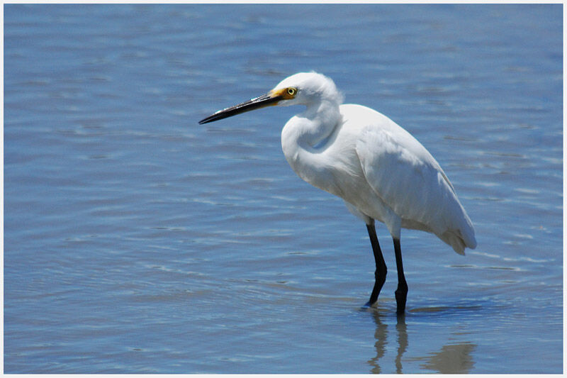 Aigrette garzetteadulte