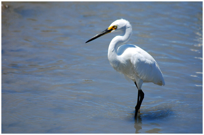 Aigrette garzetteadulte