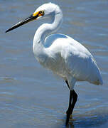 Aigrette garzette