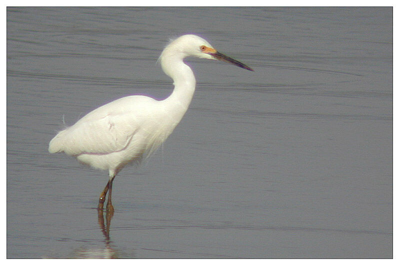 Aigrette neigeuseadulte