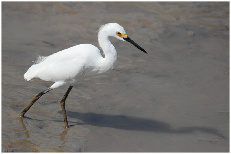 Aigrette neigeuseadulte