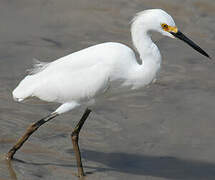 Aigrette neigeuse