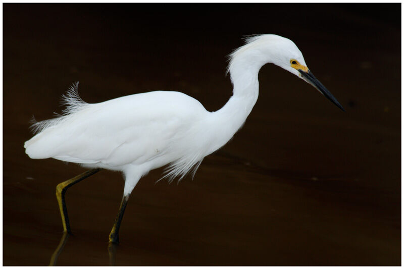 Aigrette neigeuseadulte nuptial