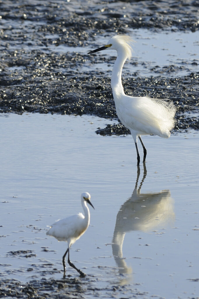 Aigrette neigeuseadulte nuptial