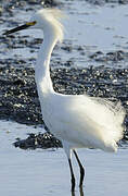 Aigrette neigeuse