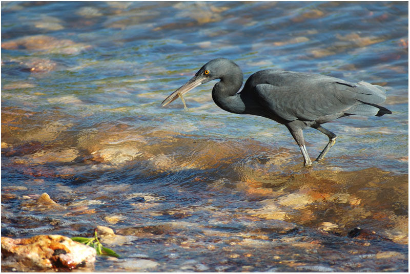 Aigrette sacréeadulte