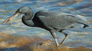 Pacific Reef Heron