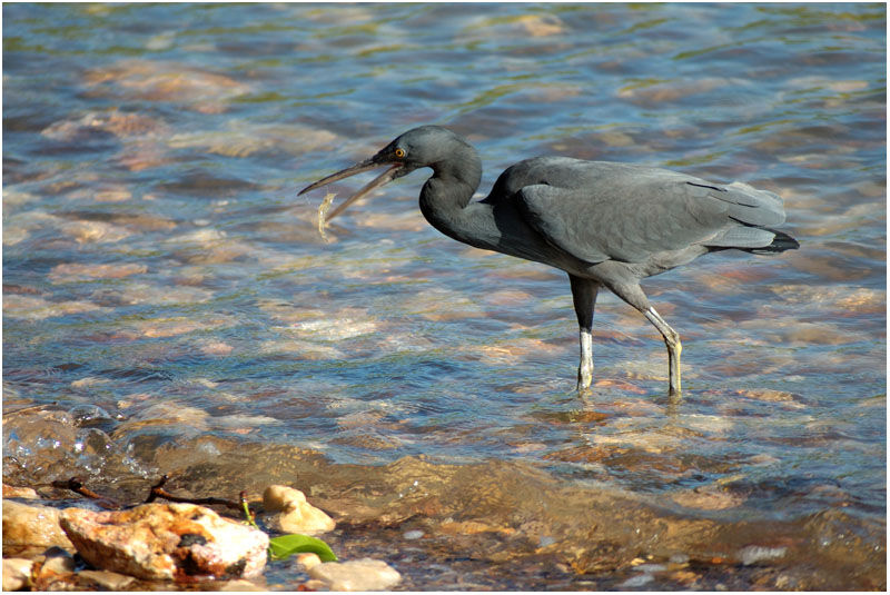 Aigrette sacréeadulte