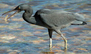 Pacific Reef Heron