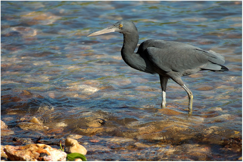 Aigrette sacréeadulte