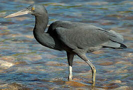 Pacific Reef Heron