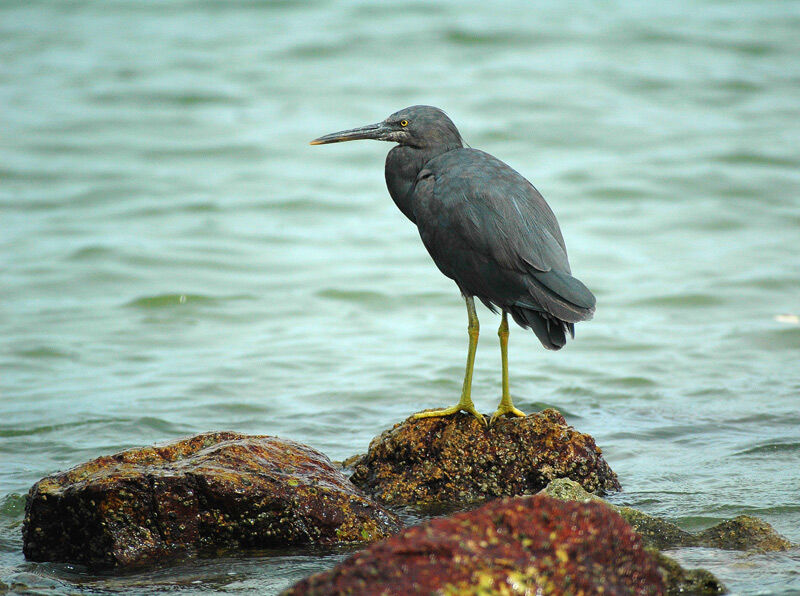 Pacific Reef Heron