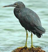 Aigrette sacrée