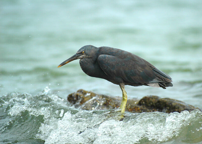 Pacific Reef Heron