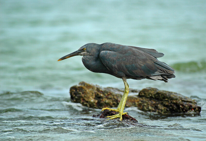 Aigrette sacrée