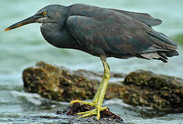 Pacific Reef Heron