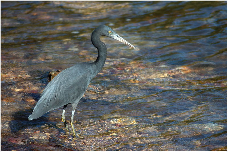 Aigrette sacréeadulte