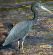 Aigrette sacrée