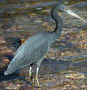 Pacific Reef Heron